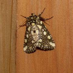 Gaurena florescens