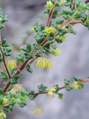 Dodonaea hirsuta