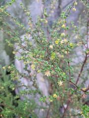 Dodonaea hirsuta