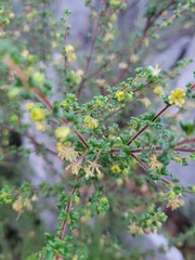 Dodonaea hirsuta