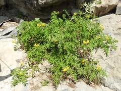 Solanum habrochaites