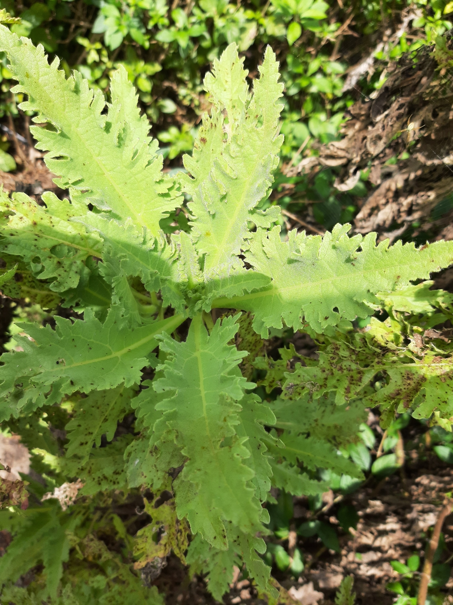 Scalesia helleri image