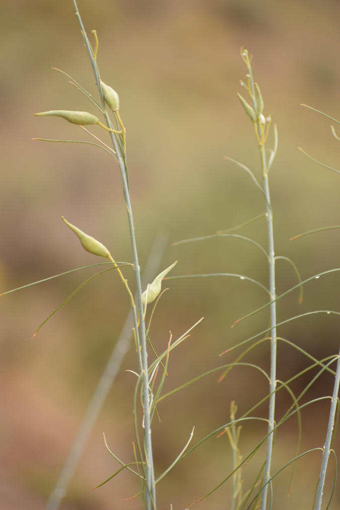 Desert Broom Milkbush