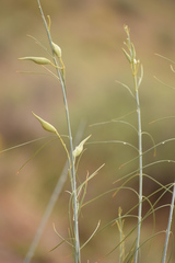 Gomphocarpus filiformis