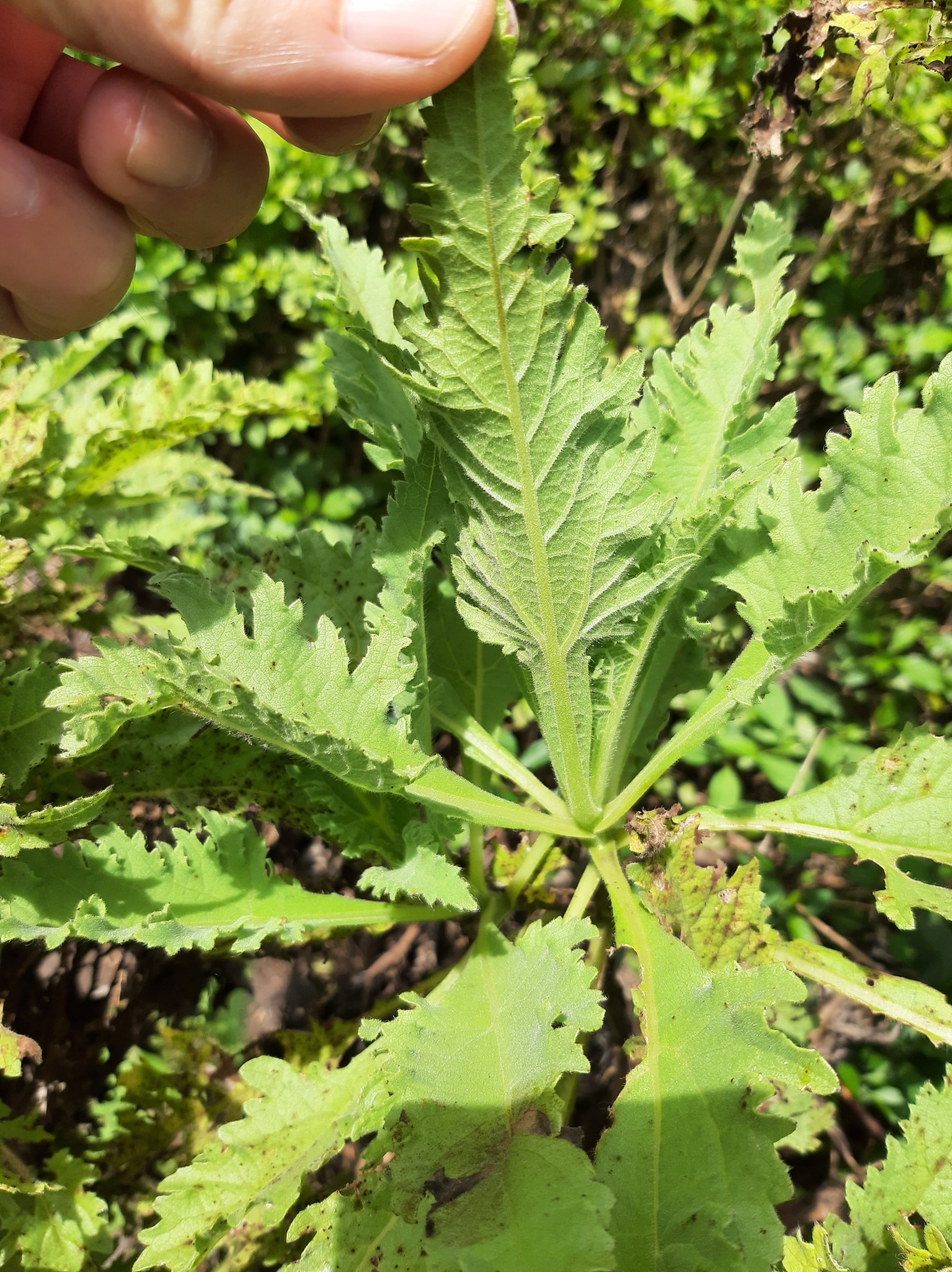 Scalesia image