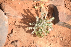 Gazania heterochaeta