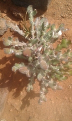 Gazania heterochaeta