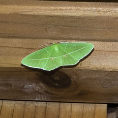 Tanaoctenia haliaria