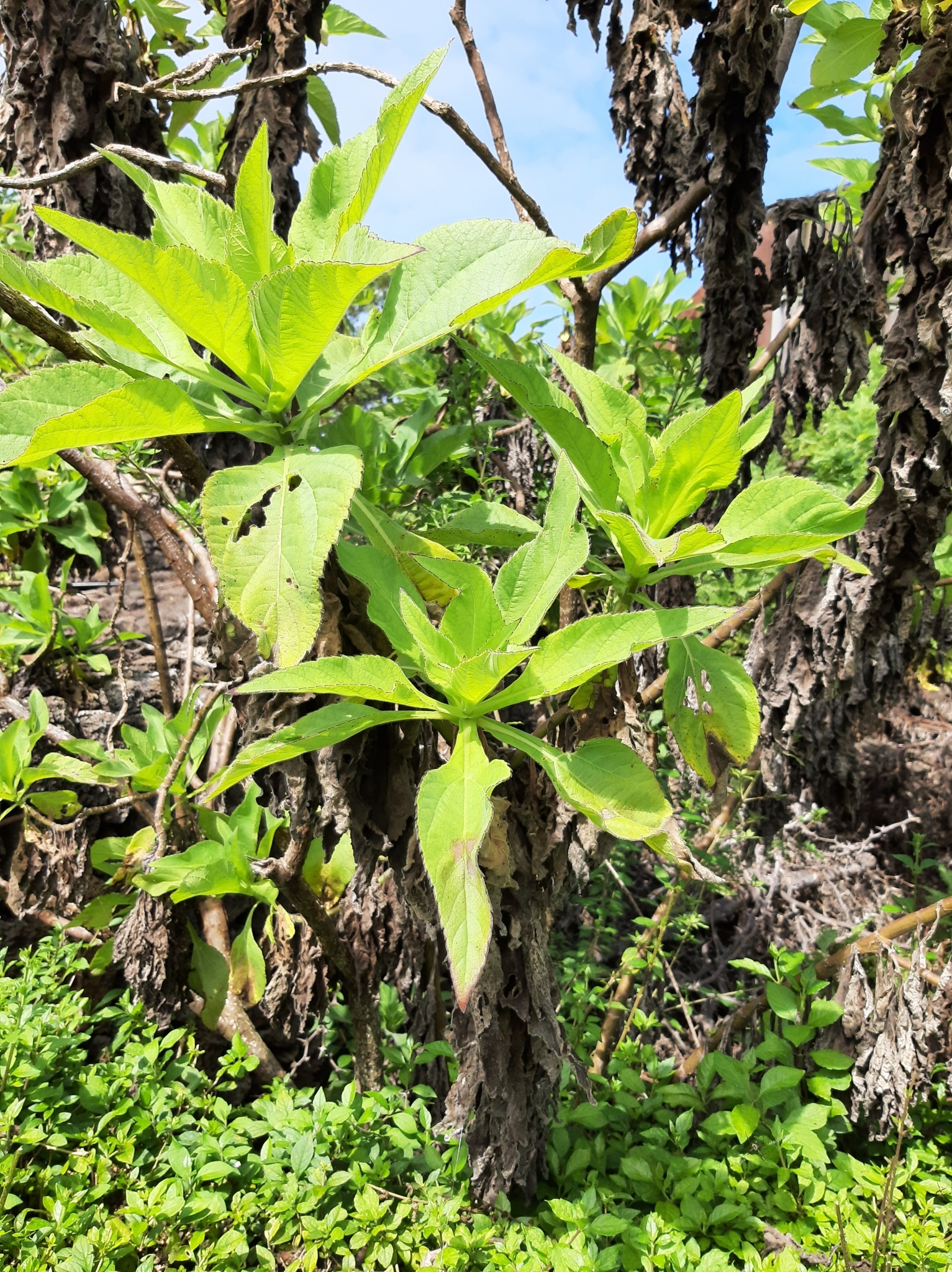 Scalesia affinis image