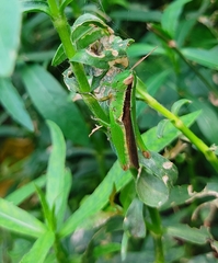 Oxya japonica