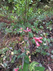 Cestrum fasciculatum