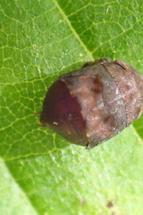 Penthimia americana