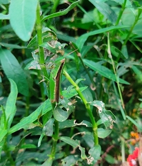 Oxya japonica