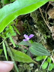 Triphora surinamensis