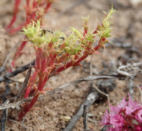 Image of Lastarriaea coriacea by (c) Henrik Kibak, some rights reserved (CC BY)
