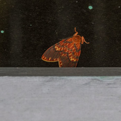 Ammatho cuneonotatus