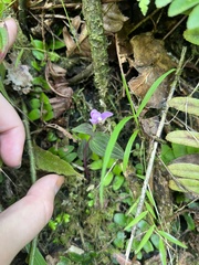 Triphora surinamensis