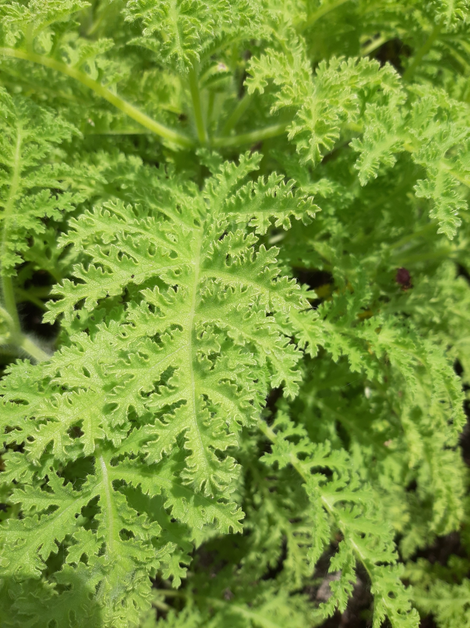Scalesia helleri image