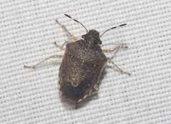Mormidea cubrosa