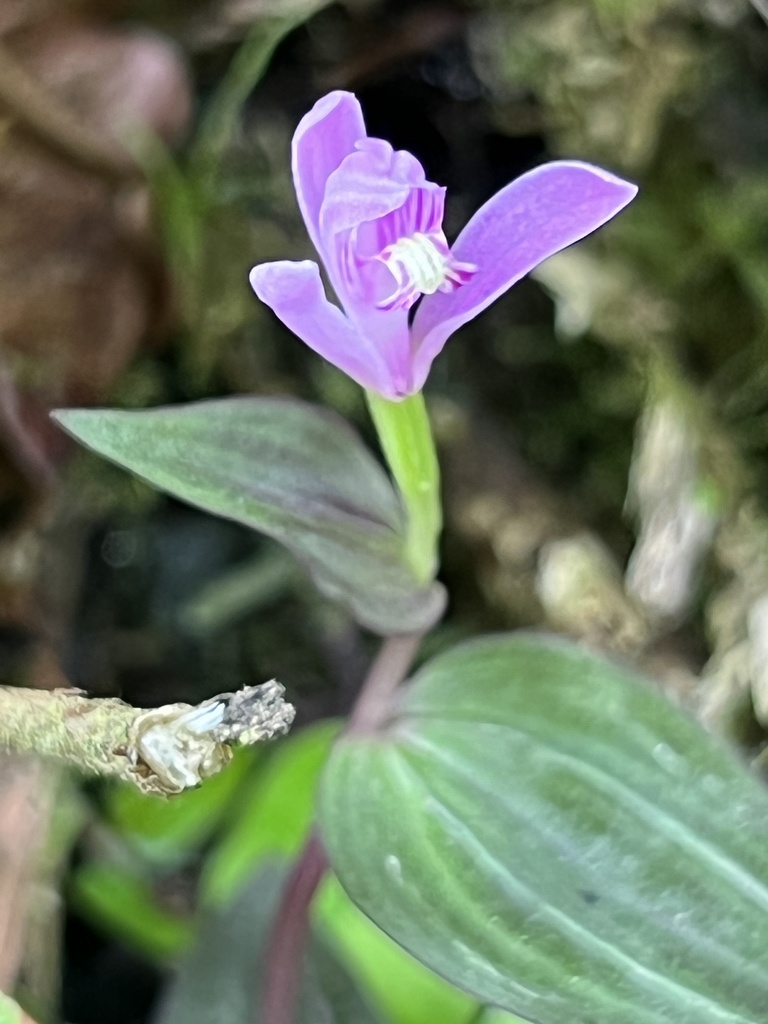 Triphora surinamensis