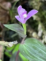 Triphora surinamensis