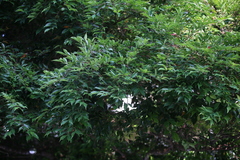Syzygium acuminatissimum