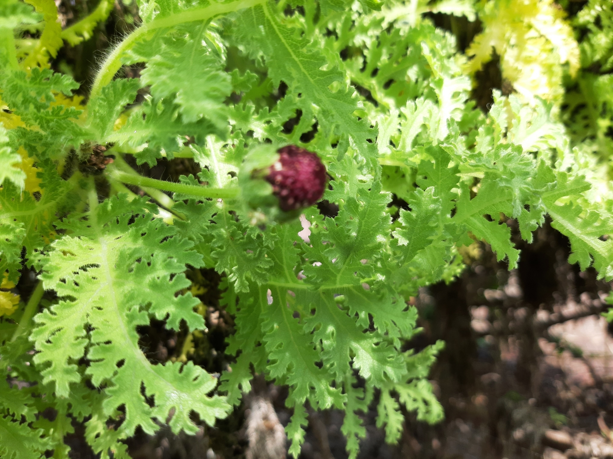 Scalesia helleri image