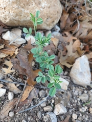 Indigofera lindheimeriana