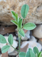 Indigofera lindheimeriana