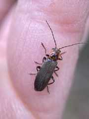 Cyrtomoptera