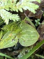 Triphora surinamensis