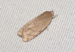Antaeotricha haesitans