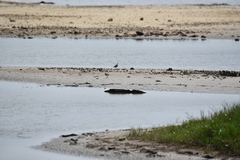 Charadrius semipalmatus