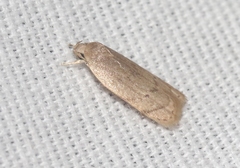 Antaeotricha haesitans
