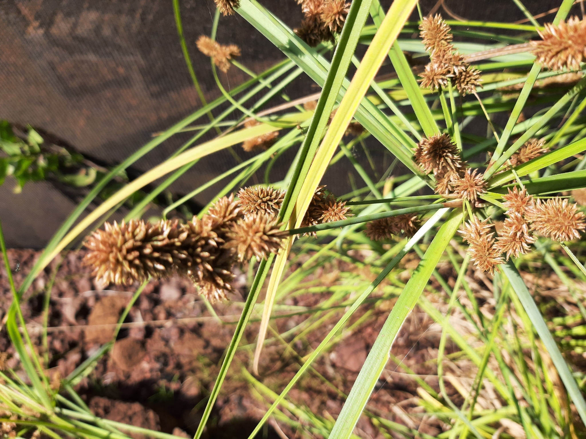 Cyperus ligularis image