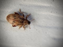 Orchestes steppensis