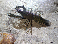 Cherax dispar