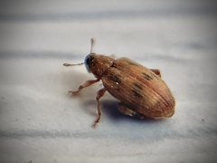 Orchestes steppensis