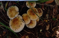 Cortinarius austroturmalis