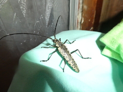 Disteniazteca pilati