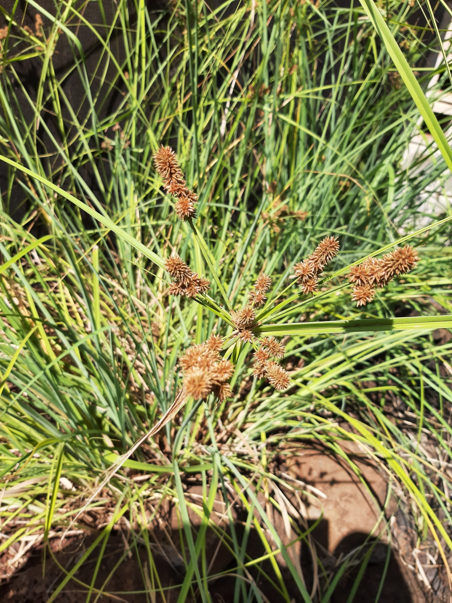 Cyperus ligularis image