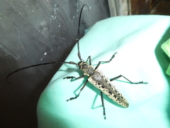 Disteniazteca pilati