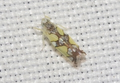 Protalebrella conica