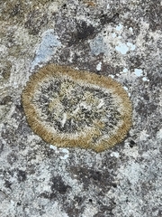 Leprocaulaceae