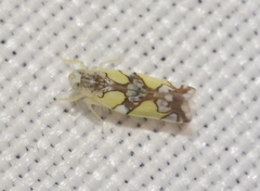 Protalebrella conica