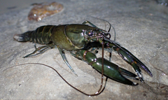 Cherax dispar