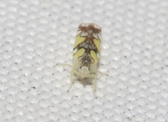 Protalebrella conica