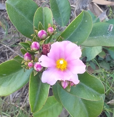 Pereskia grandifolia