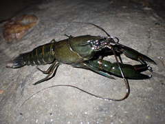 Cherax dispar