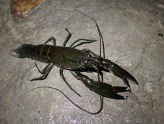 Cherax dispar